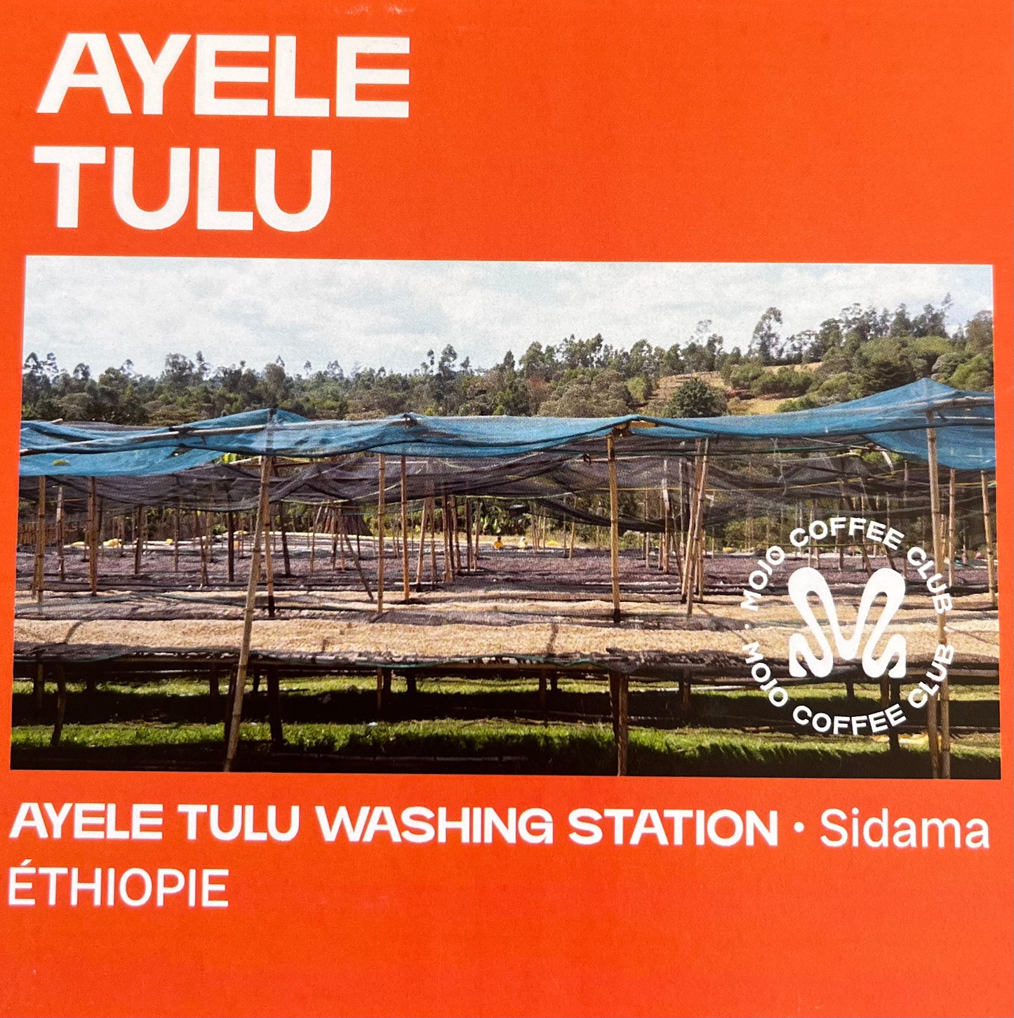 AYELE TULU 🥭